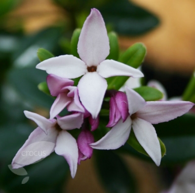 Wawrzynek tangucki (Daphne tangutica)